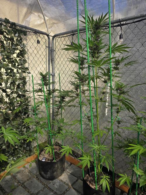 Greenhouse Autos. Week 8