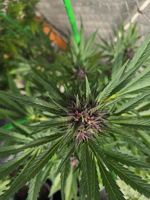 Greenhouse Autos. Week 8