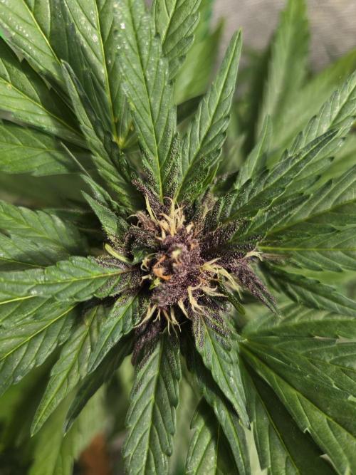 Greenhouse Autos. Week 8