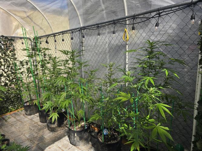 Greenhouse Autos. Week 8