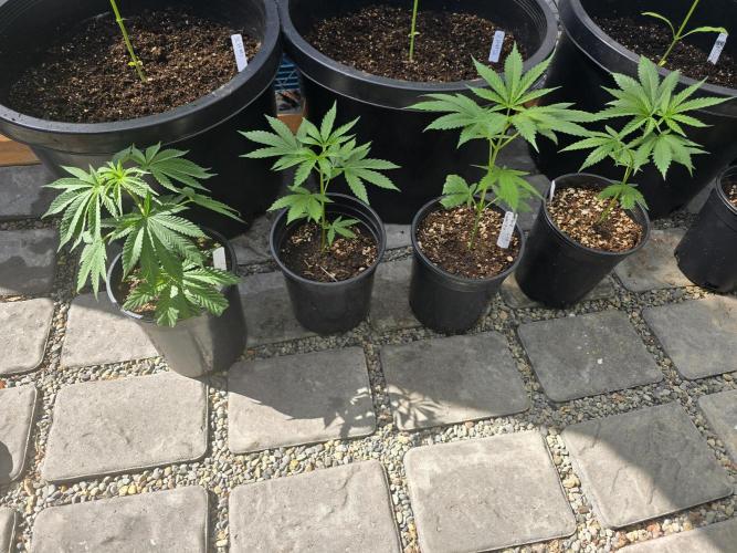 Black Sugar 2.0 I/O. Week 8