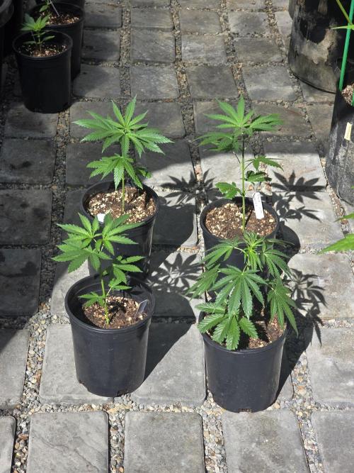Black Sugar 2.0 I/O. Week 8