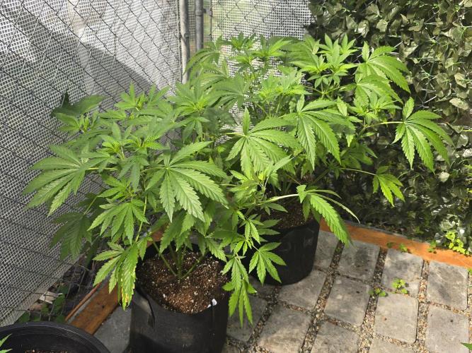 Black Sugar 2.0 I/O. Week 8