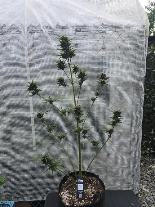 Greenhouse Autos. Week 9