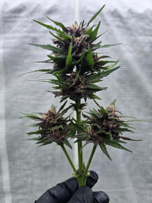 Greenhouse Autos. Week 9
