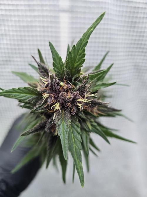Greenhouse Autos. Week 9
