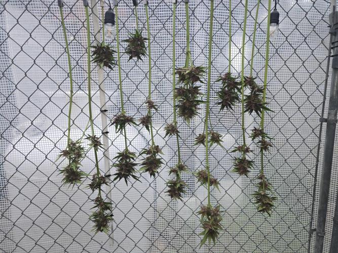 Greenhouse Autos. Week 9
