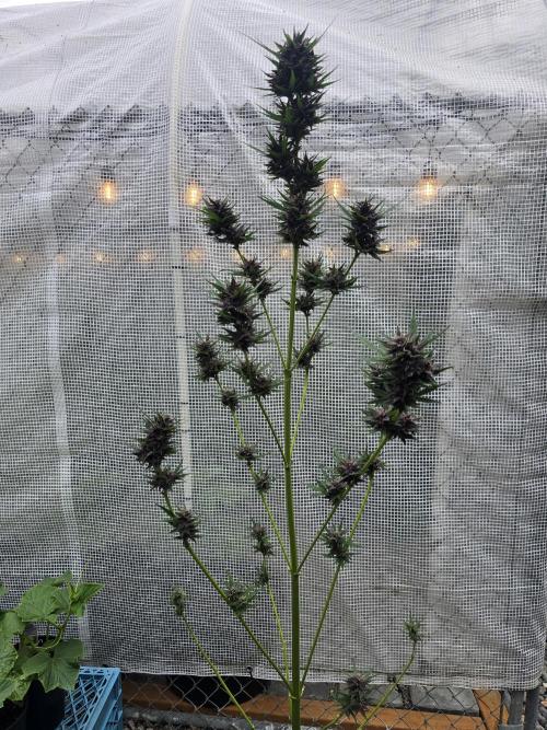 Greenhouse Autos. Week 9
