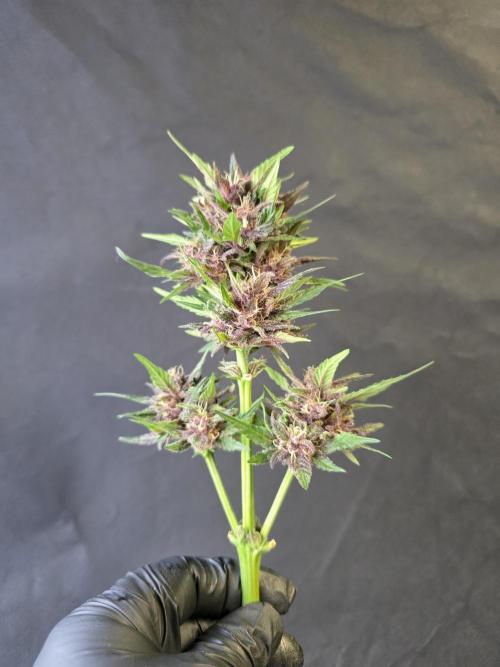 Greenhouse Autos. Week 9