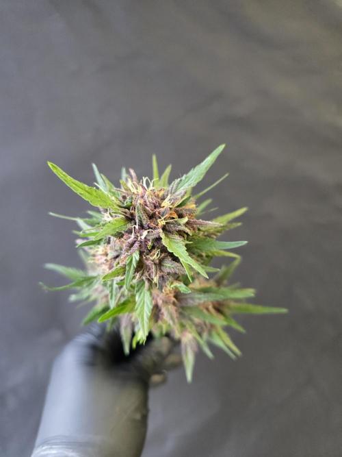 Greenhouse Autos. Week 9