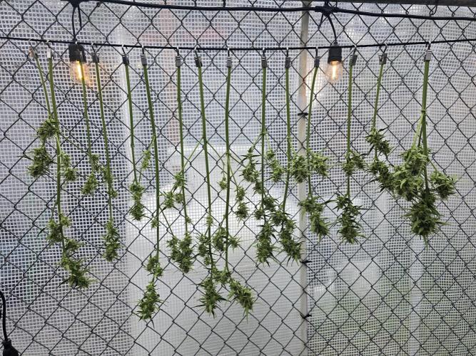 Greenhouse Autos. Week 9