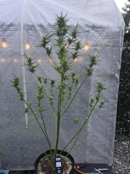 Greenhouse Autos. Week 9