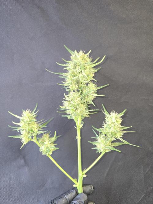 Greenhouse Autos. Week 9