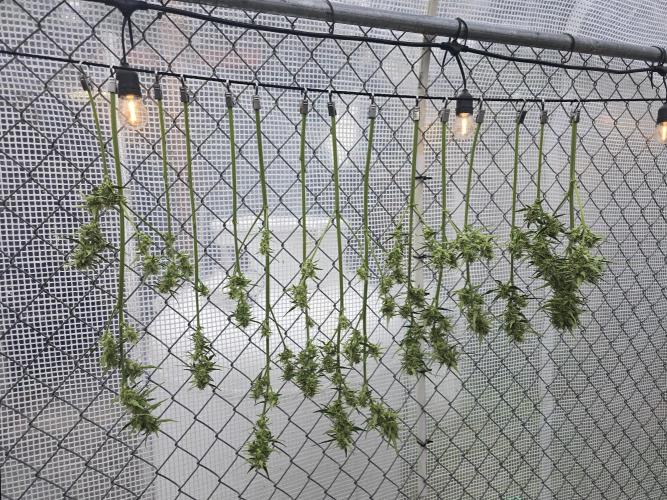 Greenhouse Autos. Week 9