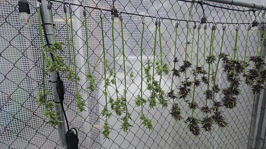 Greenhouse Autos