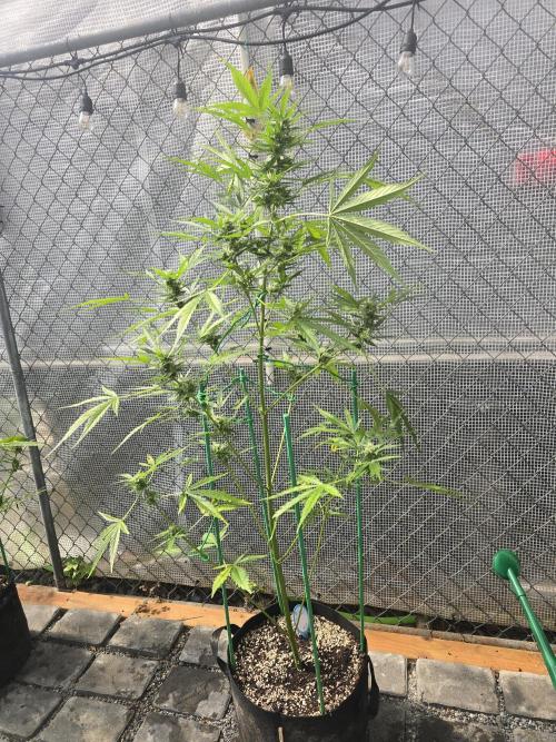 Greenhouse Autos. Week 9