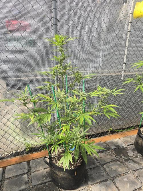 Greenhouse Autos. Week 9