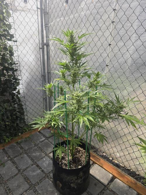 Greenhouse Autos. Week 9