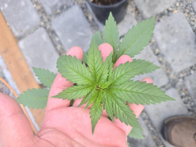 GSC Extreme I/O. Week 3
