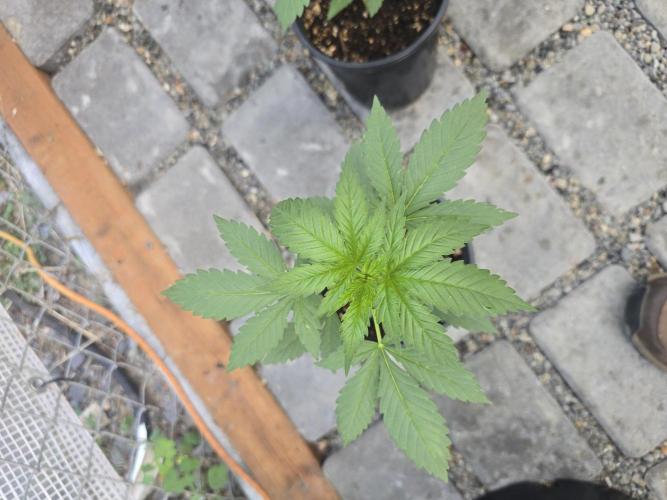 GSC Extreme I/O. Week 3