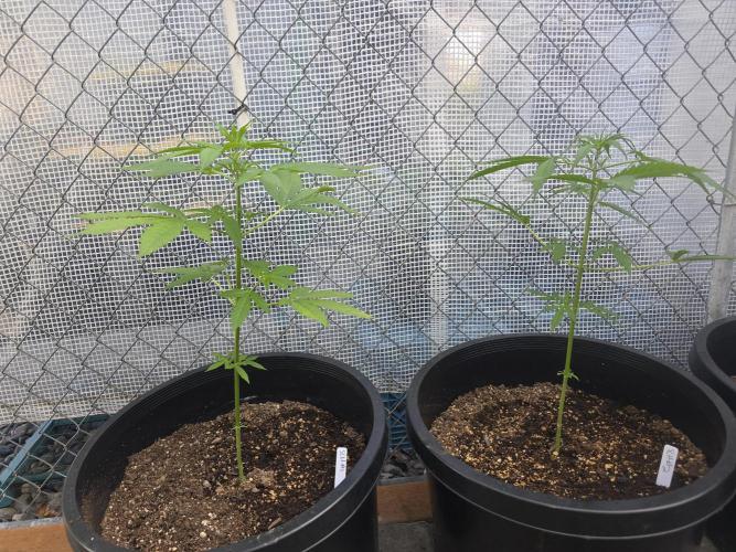 Super Lemon Haze Auto. Week 5