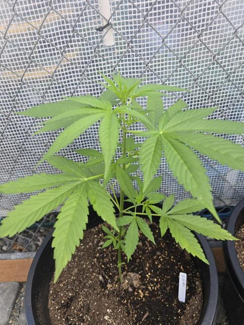 Super Lemon Haze Auto. Week 5