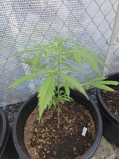Super Lemon Haze . Week 5