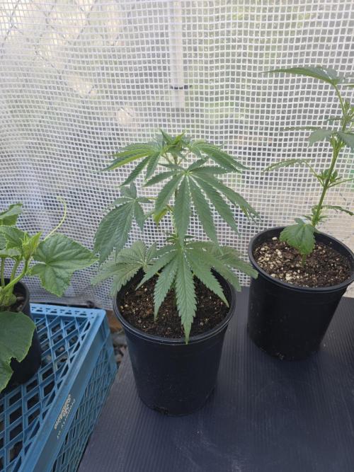Black Sugar 2.0 clones. Week 3