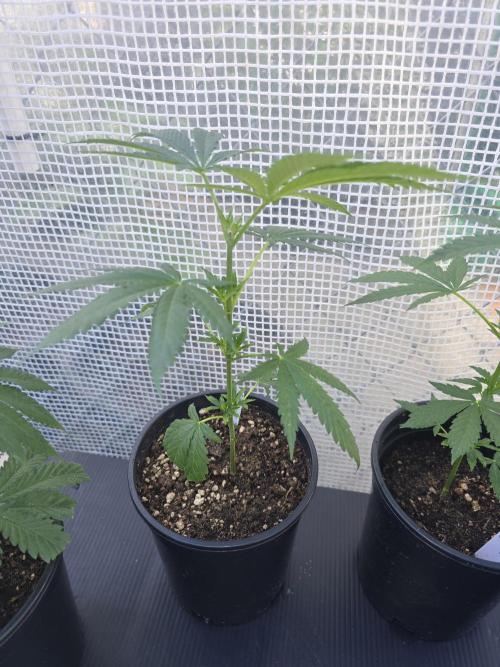Black Sugar 2.0 clones. Week 3