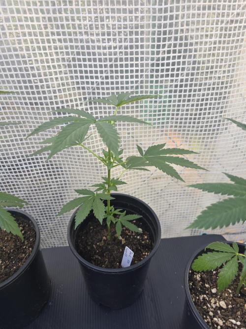 Black Sugar 2.0 clones. Week 3
