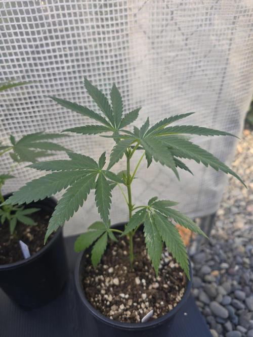 Black Sugar 2.0 clones. Week 3