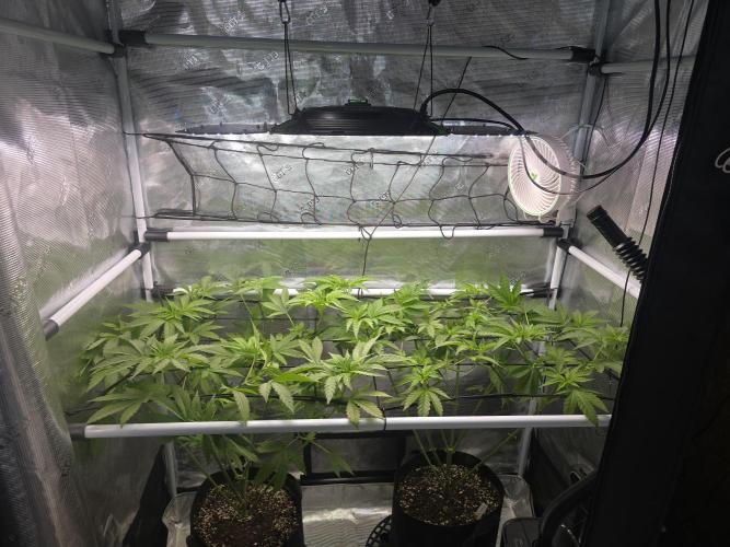 Black Sugar 2.0 I/O. Week 9