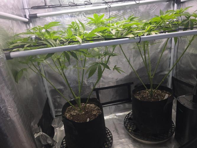 Black Sugar 2.0 I/O. Week 9