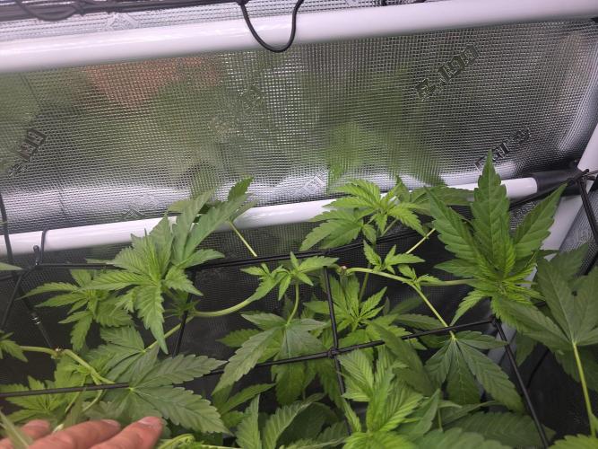 Black Sugar 2.0 I/O. Week 9