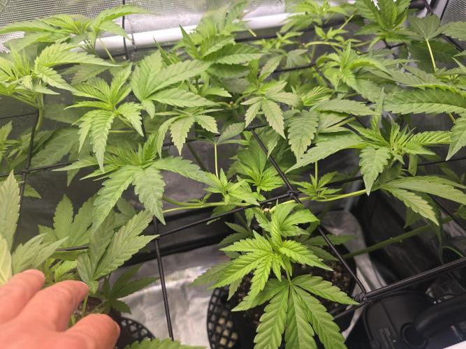 Black Sugar 2.0 I/O. Week 9