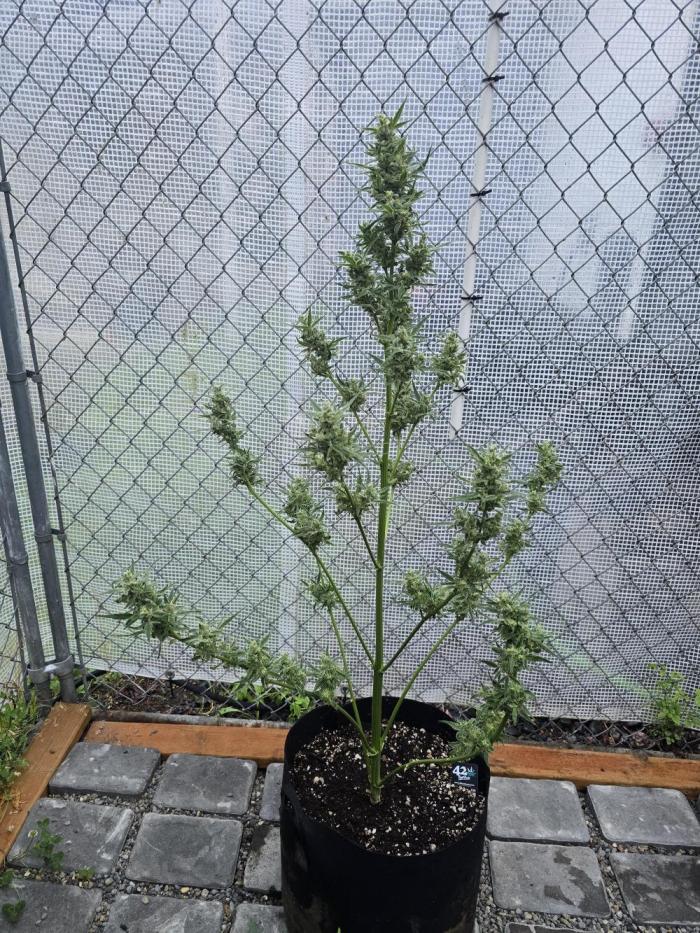 Greenhouse Autos. Week 10