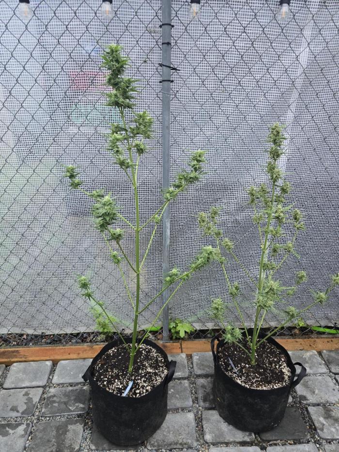 Greenhouse Autos. Week 10