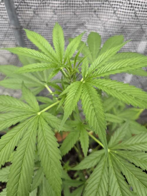 Super Lemon Haze Auto. Week 6