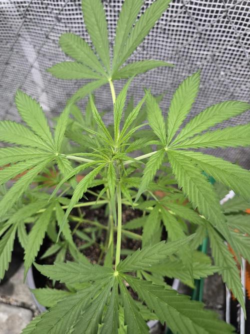 Super Lemon Haze Auto. Week 6