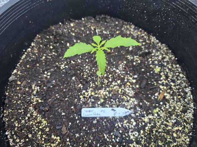 Super Lemon Haze Auto. Week 2