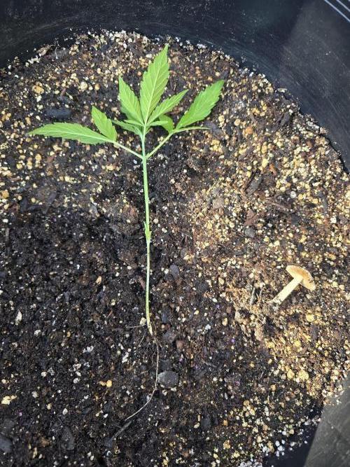 Super Lemon Haze Auto. Week 4