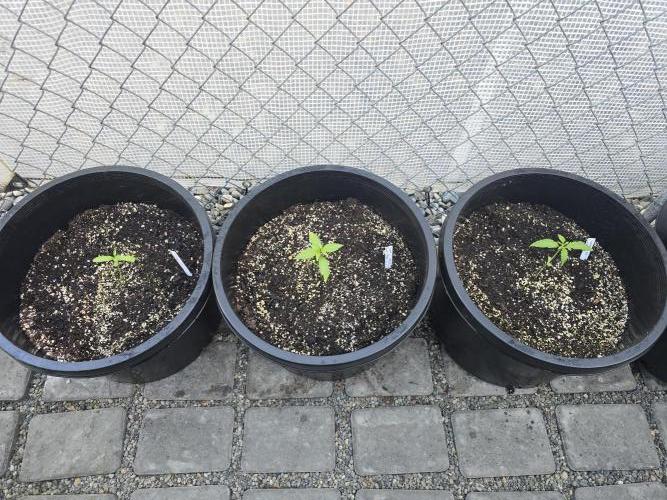 Super Lemon Haze Auto. Week 2