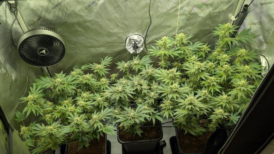 Orange Bud, Super Lemon Haze. Week 12