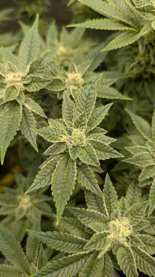 Orange Bud, Super Lemon Haze. Week 12