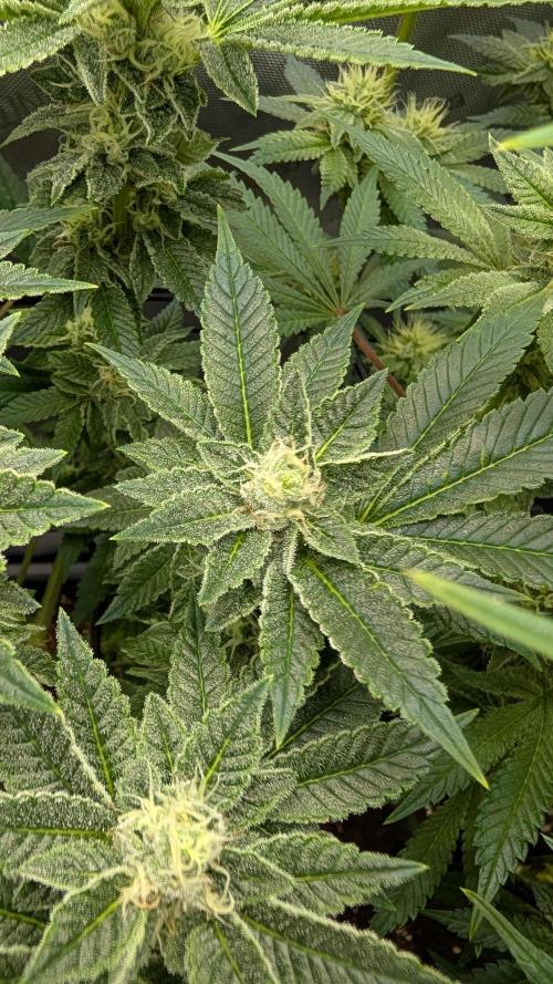 Orange Bud, Super Lemon Haze. Week 12