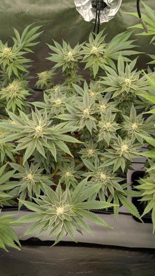 Orange Bud, Super Lemon Haze. Week 12