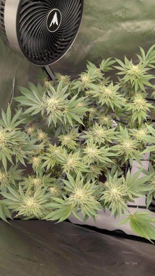 Orange Bud, Super Lemon Haze. Week 12