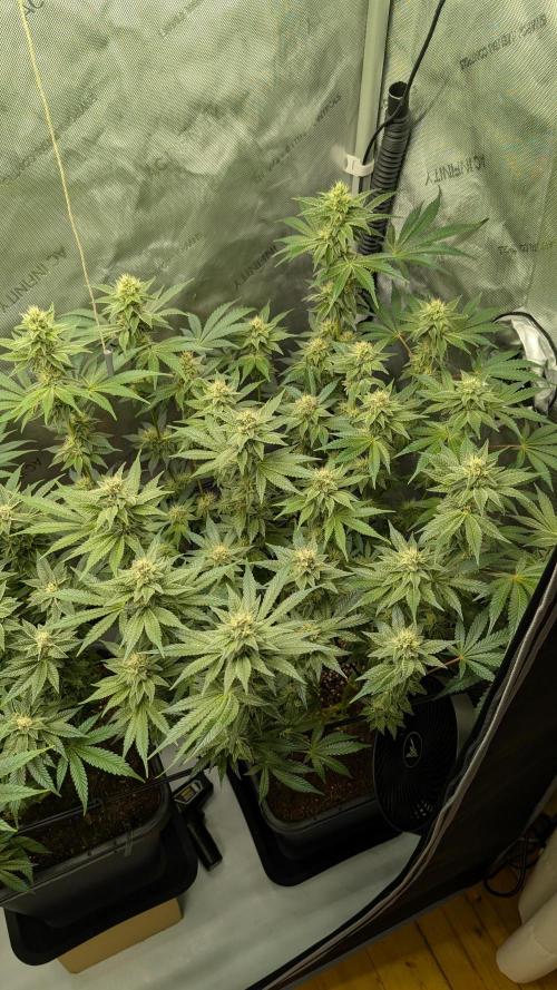 Orange Bud, Super Lemon Haze. Week 12