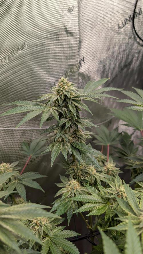 Orange Bud, Super Lemon Haze. Week 12
