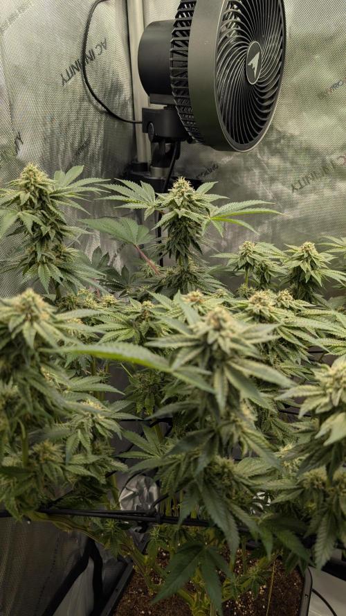 Orange Bud, Super Lemon Haze. Week 12